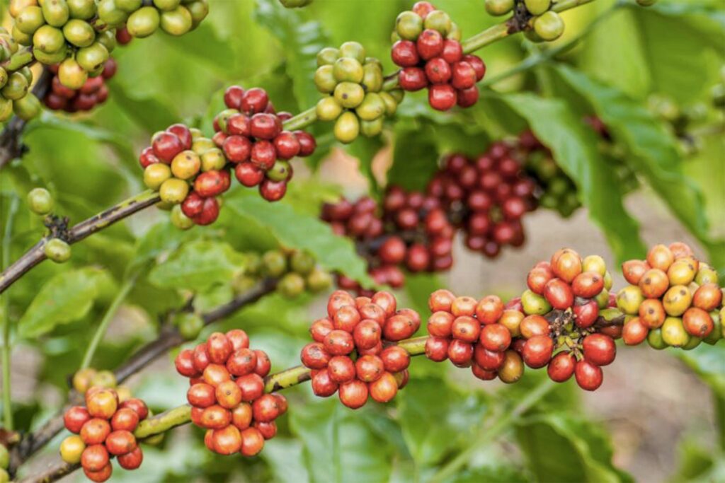 Éthiopie est la Maison D'Origine Du Café​ et de la cérémonie du café